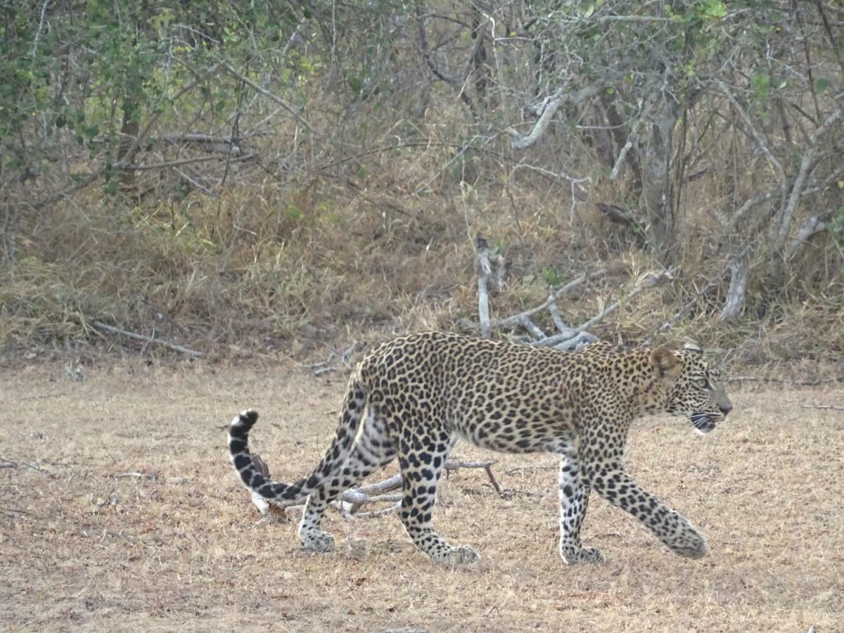 カタラガマ Wadula Safari - Yalaヴィラ エクステリア 写真