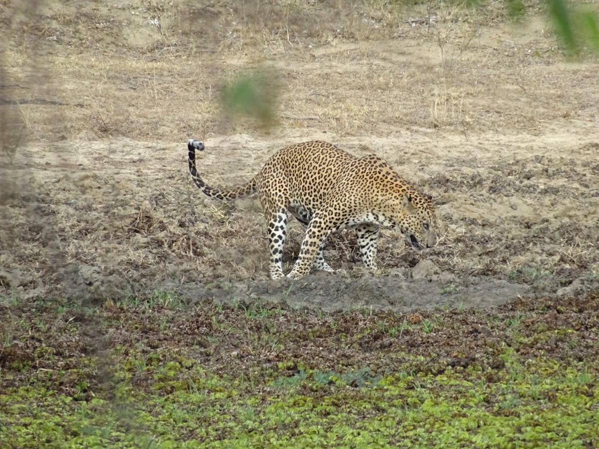 カタラガマ Wadula Safari - Yalaヴィラ エクステリア 写真