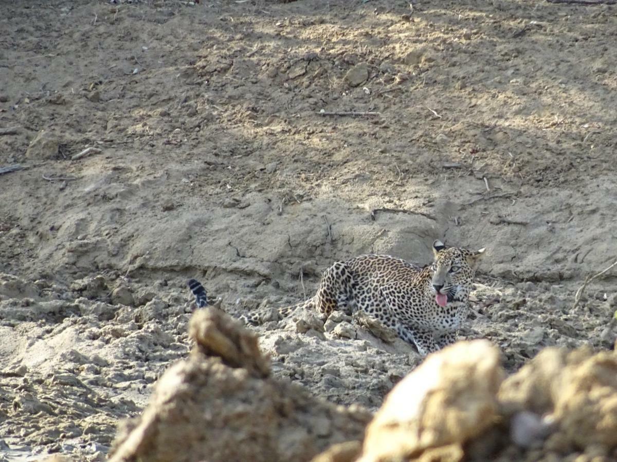 カタラガマ Wadula Safari - Yalaヴィラ エクステリア 写真