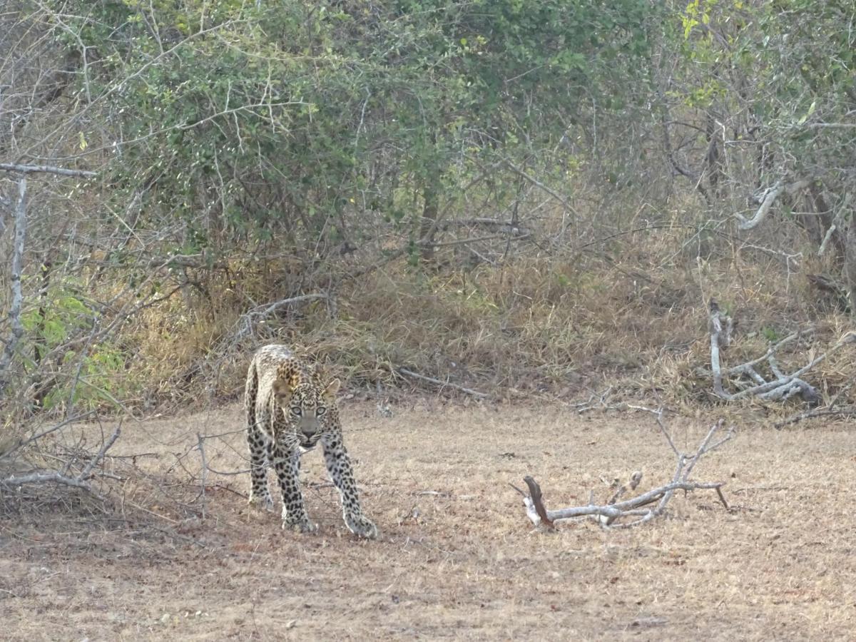 カタラガマ Wadula Safari - Yalaヴィラ エクステリア 写真